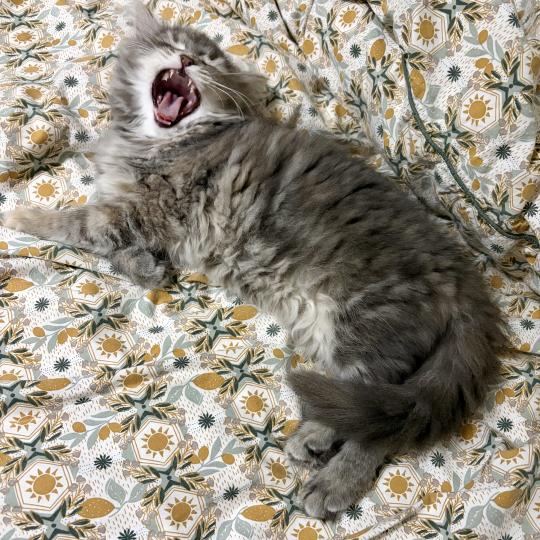 chaton Sibérien blue tortie tabby Nevada Elevage chats sibériens Chatterie Ovilloise - Comportementaliste félin blue tortie tabby