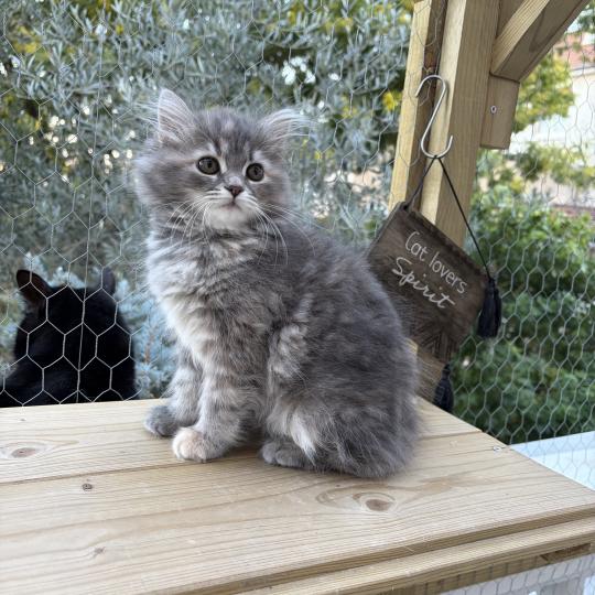 chaton Sibérien blue tortie tabby Nevada Elevage chats sibériens Chatterie Ovilloise - Comportementaliste félin blue tortie tabby