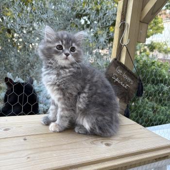 Nevada de l'Ovilloise Femelle Sibérien