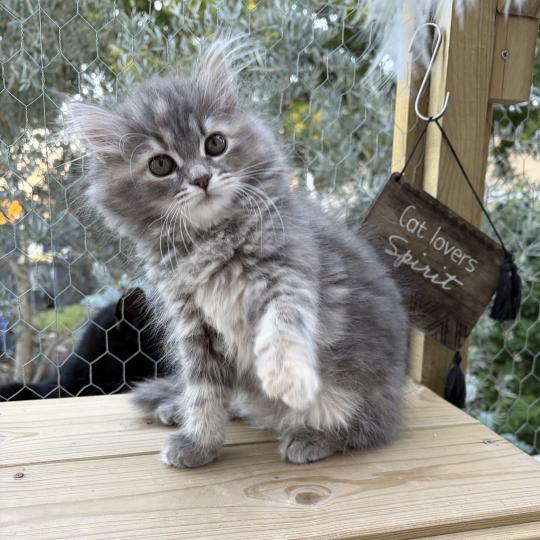 chaton Sibérien blue tortie tabby Nevada Elevage chats sibériens Chatterie Ovilloise - Comportementaliste félin blue tortie tabby