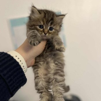 Ava de l'Ovilloise Femelle Sibérien