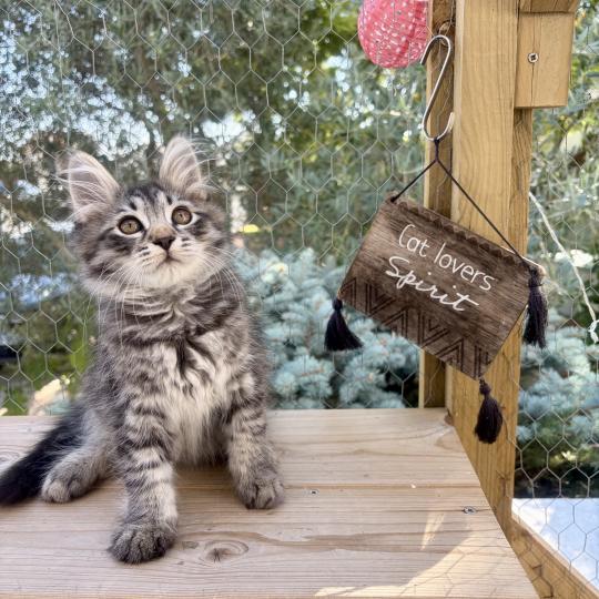 chaton Sibérien brown mackerel tabby Bernard Elevage chats sibériens Chatterie Ovilloise - Comportementaliste félin brown mackerel tabby