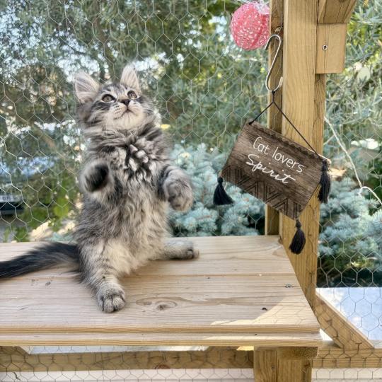 chaton Sibérien brown mackerel tabby Bernard Elevage chats sibériens Chatterie Ovilloise - Comportementaliste félin brown mackerel tabby