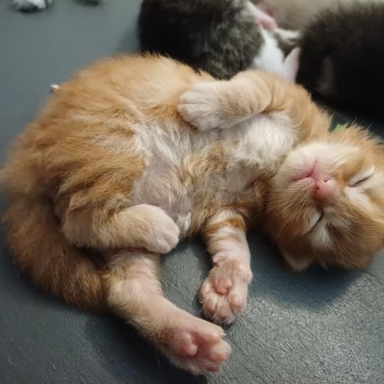 chaton Sibérien Elevage chats sibériens Chatterie Ovilloise - Comportementaliste félin red 