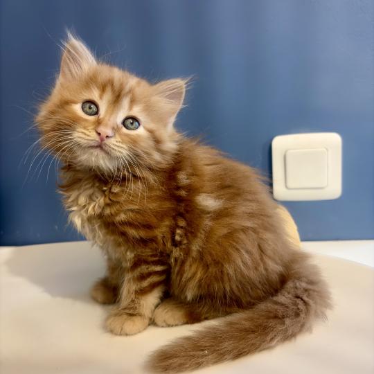 chaton Sibérien red Brown Sugar Elevage chats sibériens Chatterie Ovilloise - Comportementaliste félin red 