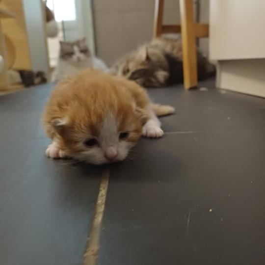 chaton Sibérien Elevage chats sibériens Chatterie Ovilloise - Comportementaliste félin red tabby & blanc