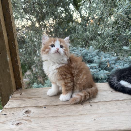 chaton Sibérien red tabby & blanc Babette Elevage chats sibériens Chatterie Ovilloise - Comportementaliste félin red tabby & blanc