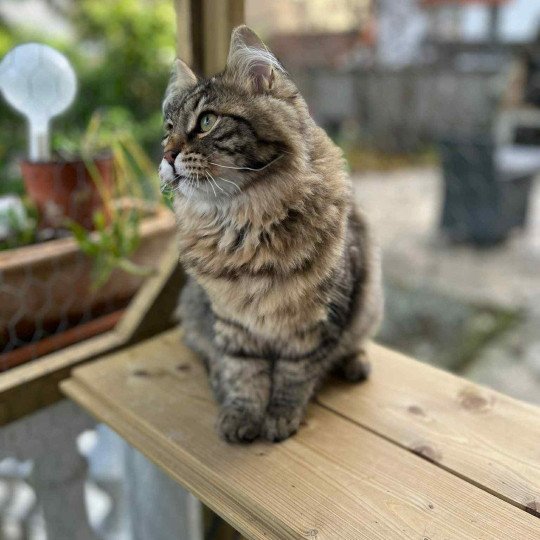 chaton Sibérien brown mackerel tabby Ariane Elevage chats sibériens - Comportementaliste félin brown mackerel tabby