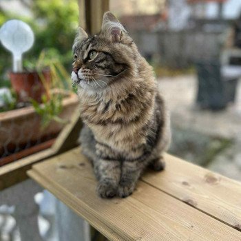 Ariane de l'Ovilloise Femelle Sibérien