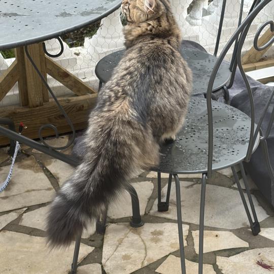chaton Sibérien brown mackerel tabby Ariane Elevage chats sibériens Chatterie Ovilloise - Comportementaliste félin brown mackerel tabby