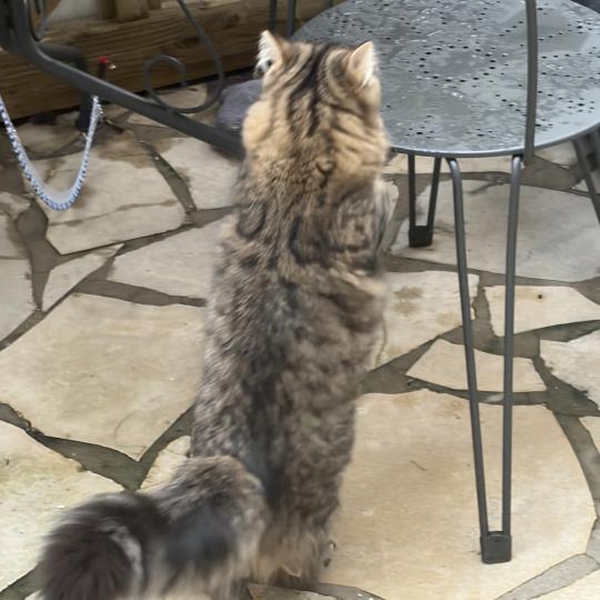 chaton Sibérien brown mackerel tabby Ariane Elevage chats sibériens Chatterie Ovilloise - Comportementaliste félin brown mackerel tabby