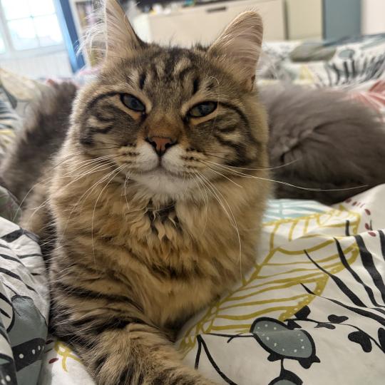 chaton Sibérien brown mackerel tabby Ariane Elevage chats sibériens Chatterie Ovilloise - Comportementaliste félin brown mackerel tabby