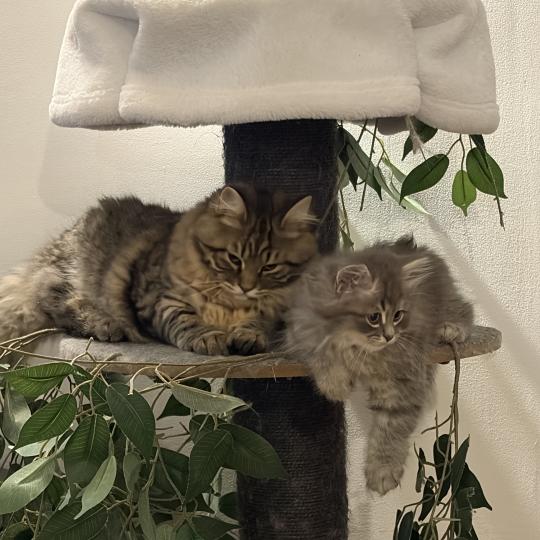 chaton Sibérien brown mackerel tabby Ariane Elevage chats sibériens Chatterie Ovilloise - Comportementaliste félin brown mackerel tabby