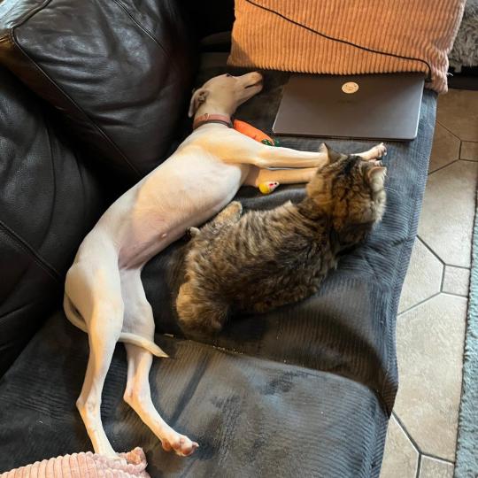 chaton Sibérien brown mackerel tabby Ariane Elevage chats sibériens Chatterie Ovilloise - Comportementaliste félin brown mackerel tabby