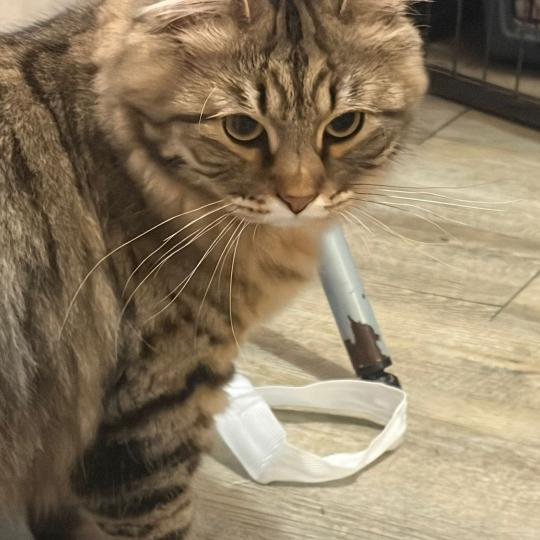 chaton Sibérien brown mackerel tabby Ariane Elevage chats sibériens Chatterie Ovilloise - Comportementaliste félin brown mackerel tabby