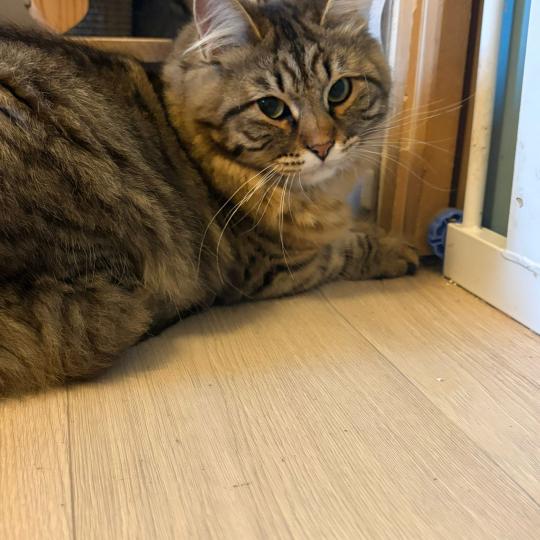 chaton Sibérien brown mackerel tabby Ariane Elevage chats sibériens Chatterie Ovilloise - Comportementaliste félin brown mackerel tabby