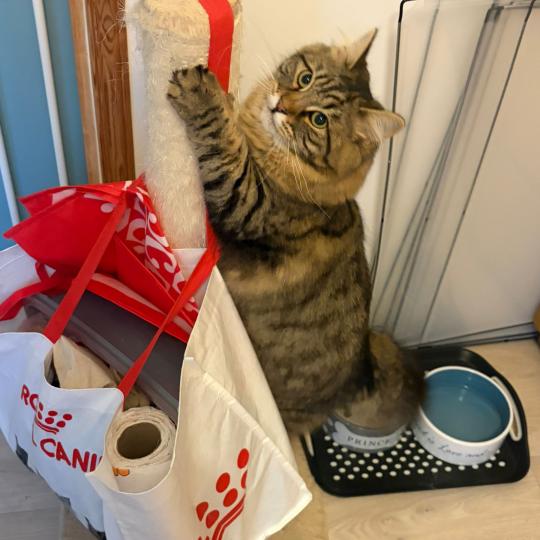 chaton Sibérien brown mackerel tabby Ariane Elevage chats sibériens Chatterie Ovilloise - Comportementaliste félin brown mackerel tabby