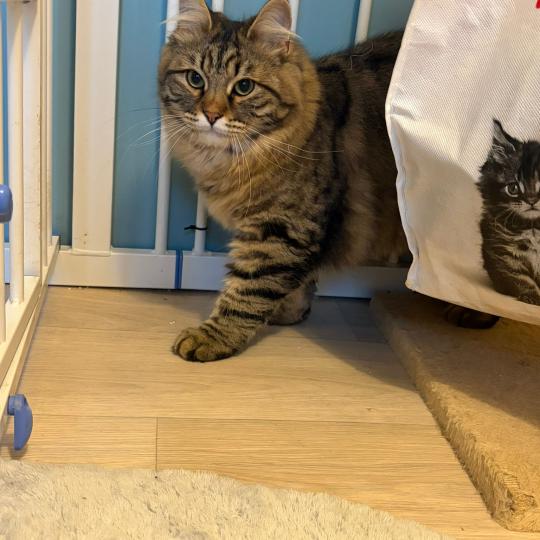 chaton Sibérien brown mackerel tabby Ariane Elevage chats sibériens Chatterie Ovilloise - Comportementaliste félin brown mackerel tabby