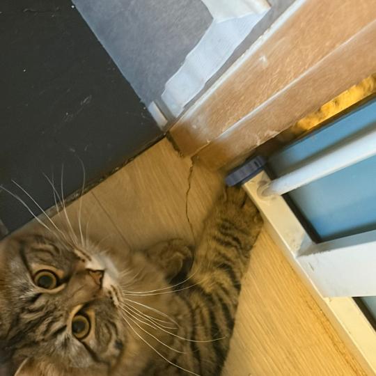 chaton Sibérien brown mackerel tabby Ariane Elevage chats sibériens Chatterie Ovilloise - Comportementaliste félin brown mackerel tabby