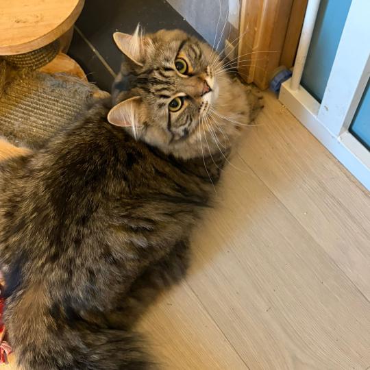 chaton Sibérien brown mackerel tabby Ariane Elevage chats sibériens Chatterie Ovilloise - Comportementaliste félin brown mackerel tabby