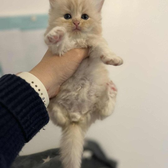 chaton Sibérien cream tabby Aro collier bleu Comportementaliste félin - Elevage chats sibériens cream tabby