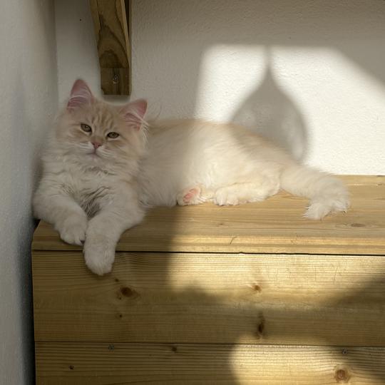 chaton Sibérien cream tabby Aro collier bleu Elevage chats sibériens Chatterie Ovilloise - Comportementaliste félin cream tabby