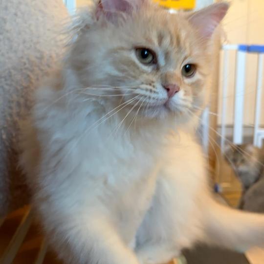 chaton Sibérien cream tabby Aro collier bleu Elevage chats sibériens Chatterie Ovilloise - Comportementaliste félin cream tabby