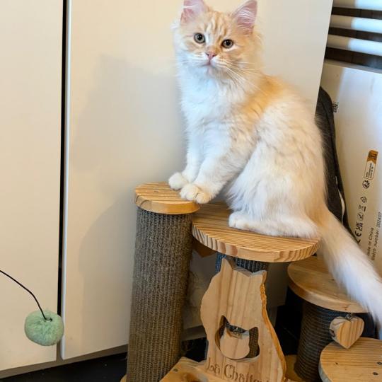 chaton Sibérien cream tabby Aro collier bleu Elevage chats sibériens Chatterie Ovilloise - Comportementaliste félin cream tabby