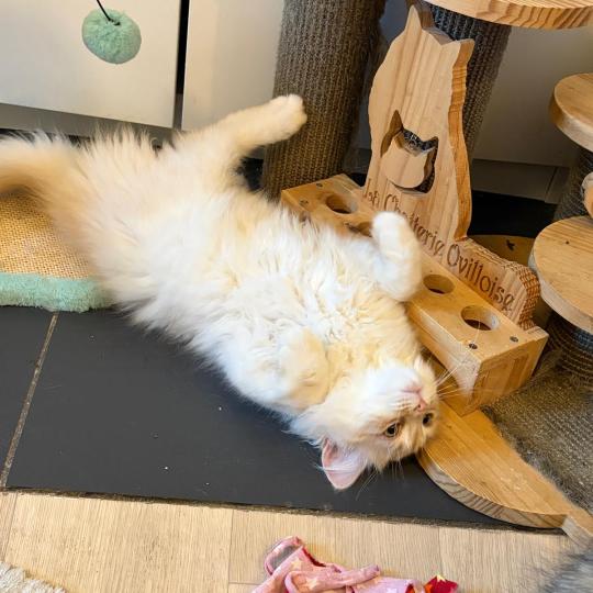 chaton Sibérien cream tabby Aro collier bleu Elevage chats sibériens Chatterie Ovilloise - Comportementaliste félin cream tabby