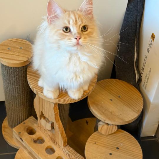 chaton Sibérien cream tabby Aro collier bleu Elevage chats sibériens Chatterie Ovilloise - Comportementaliste félin cream tabby