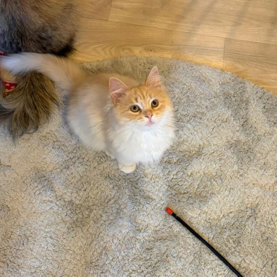 chaton Sibérien cream tabby Aro collier bleu Elevage chats sibériens Chatterie Ovilloise - Comportementaliste félin cream tabby