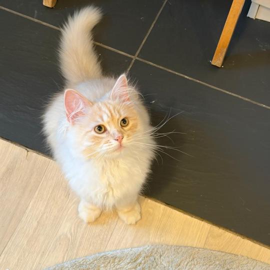 chaton Sibérien cream tabby Aro collier bleu Elevage chats sibériens Chatterie Ovilloise - Comportementaliste félin cream tabby