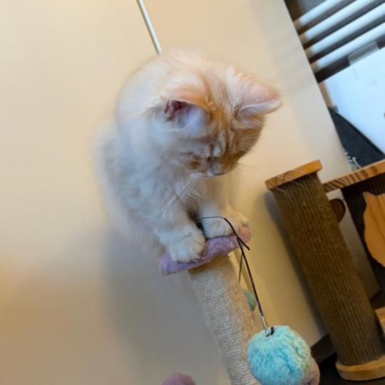 chaton Sibérien cream tabby Aro collier bleu Elevage chats sibériens Chatterie Ovilloise - Comportementaliste félin cream tabby