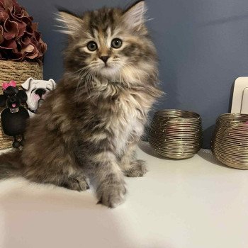 Aurore de l'Ovilloise Femelle Sibérien