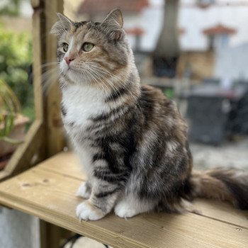 Cahouète Brusnika Siberian Sapphire Femelle Sibérien