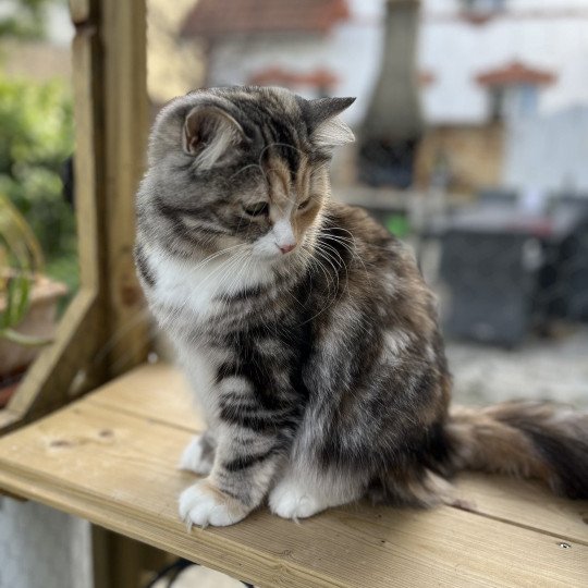chat Sibérien black tortie silver blotched tabby & blanc Brusnika Comportementaliste félin - Elevage chats sibériens black tortie silver blotched tabby & blanc