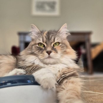 KIZHI ISLAND Cajou Isabel Femelle Sibérien