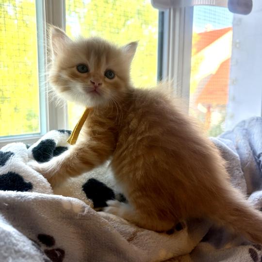 chaton Sibérien red tabby Collier Jaune Elevage chats sibériens Chatterie Ovilloise - Comportementaliste félin red tabby