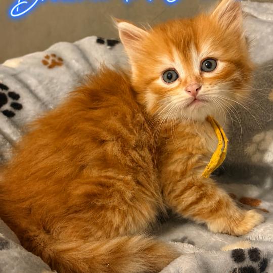 chaton Sibérien red tabby Brownie Elevage chats sibériens Chatterie Ovilloise - Comportementaliste félin red tabby