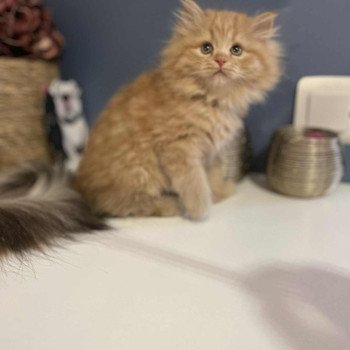 Collier Vert de l'Ovilloise Femelle Sibérien