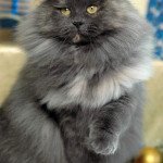 Cassis Destiny Destiny Cosmik Cat’s Wine Femelle Sibérien Cassis Destiny Destiny Cosmik Cat’s Wine Femelle Sibérien
