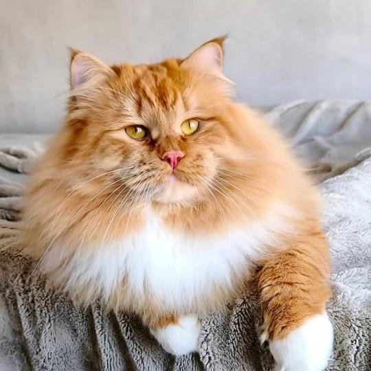 chat Sibérien Irish Zaïmka Elevage chats sibériens Chatterie Ovilloise - Comportementaliste félin red & blanc