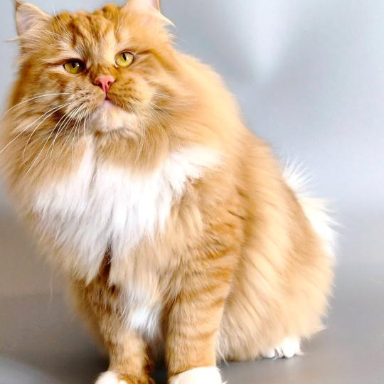 chat Sibérien Irish Zaïmka Elevage chats sibériens Chatterie Ovilloise - Comportementaliste félin red & blanc