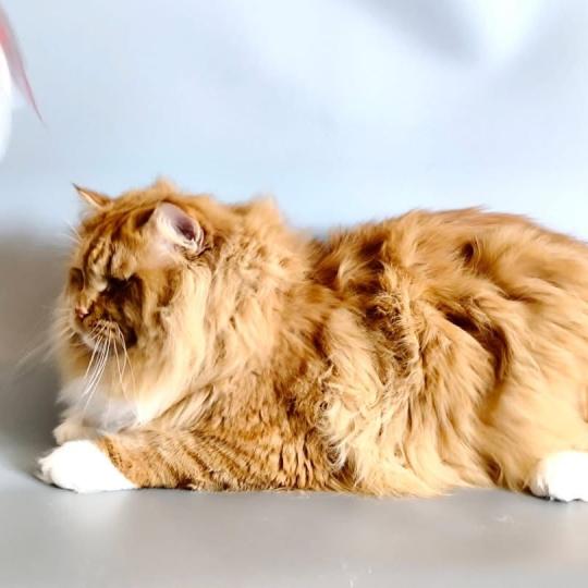 chat Sibérien Irish Zaïmka Elevage chats sibériens Chatterie Ovilloise - Comportementaliste félin red & blanc