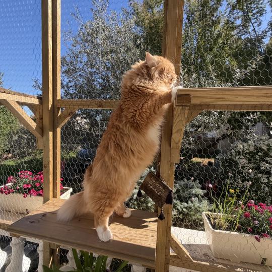 chat Sibérien red & blanc Coffee Elevage chats sibériens Chatterie Ovilloise - Comportementaliste félin red & blanc