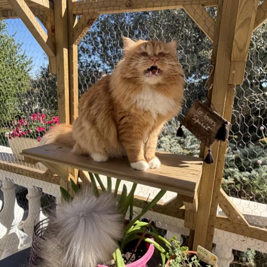 chat Sibérien red & blanc Coffee Elevage chats sibériens Chatterie Ovilloise - Comportementaliste félin red & blanc