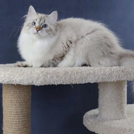 chat Sibérien Lily La Chatterie Ovilloise seal silver tabby point