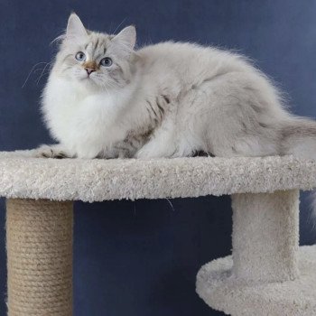 Lily Femelle Sibérien