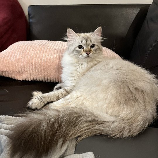 chat Sibérien seal silver tabby point Lily Elevage chats sibériens Chatterie Ovilloise - Comportementaliste félin seal silver tabby point