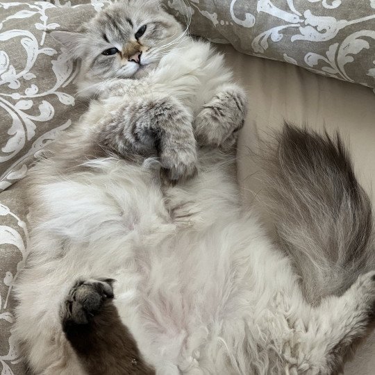 chat Sibérien seal silver tabby point Lily Elevage chats sibériens Chatterie Ovilloise - Comportementaliste félin seal silver tabby point